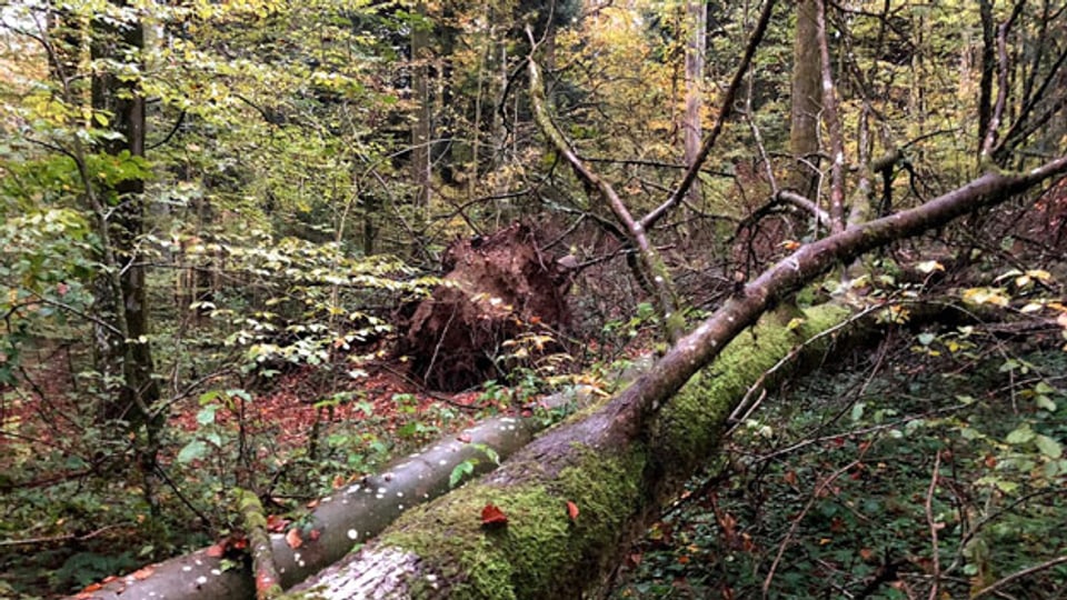 Im Sihlwald in der Nähe der Stadt Zürich entsteht seit 15 Jahren ein Naturwald, der sich immer mehr in Richtung Urwald entwickelt.