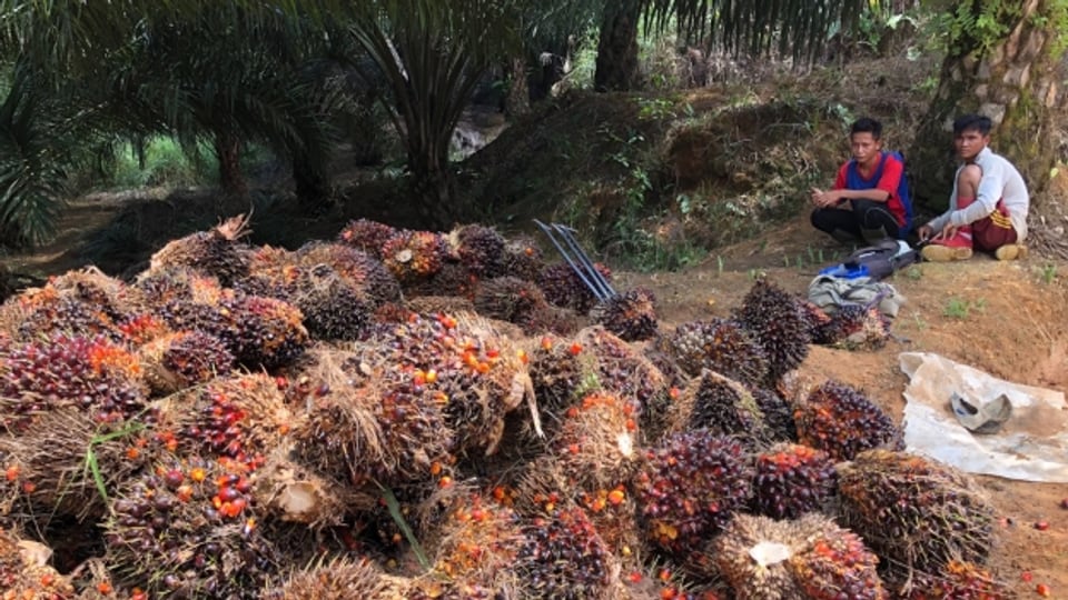 Palmölfrüchte verheissen Fortschritt und ein Einkommen – für die Indigenen bedeuten sie jedoch meist den Verlust von Wald, Landrechten und Identität.
