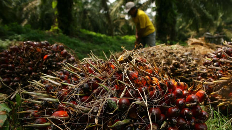 Palmöl-Plantage in Indonesien: Multilaterale Umweltabkommen müssen eingehalten und die Grundrechte der Arbeiter garantiert werden.