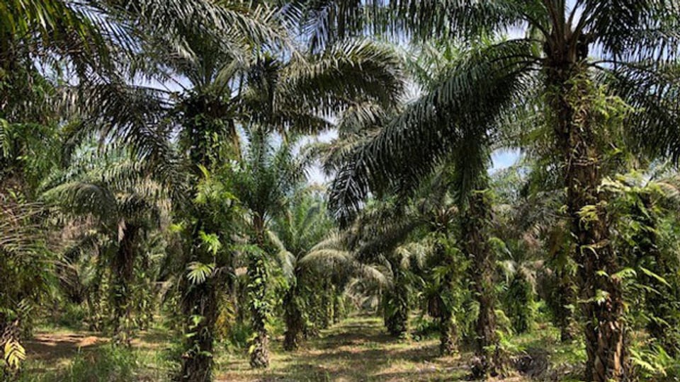 Palmölplantage in Indonesien.