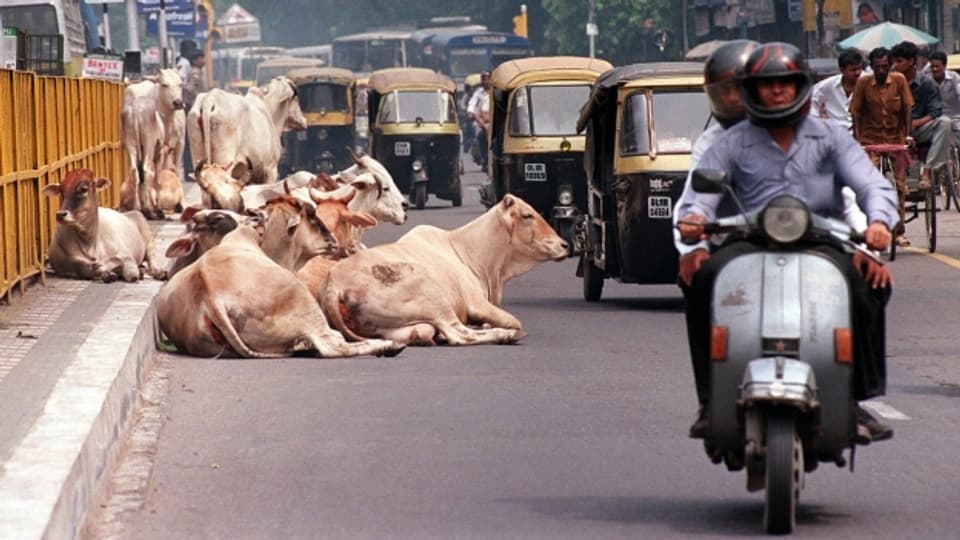 In Teilen Indiens gehören die Kühe quasi mit zum Strassenbild.