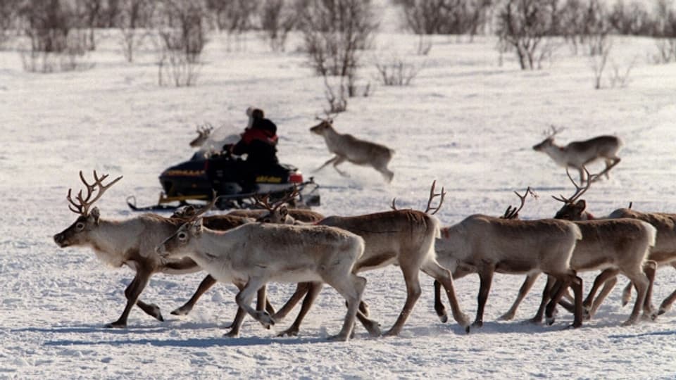 Die Moderne in Lappland: Der Rentierhirte begleitet die Herde auf dem Motorschlitten.