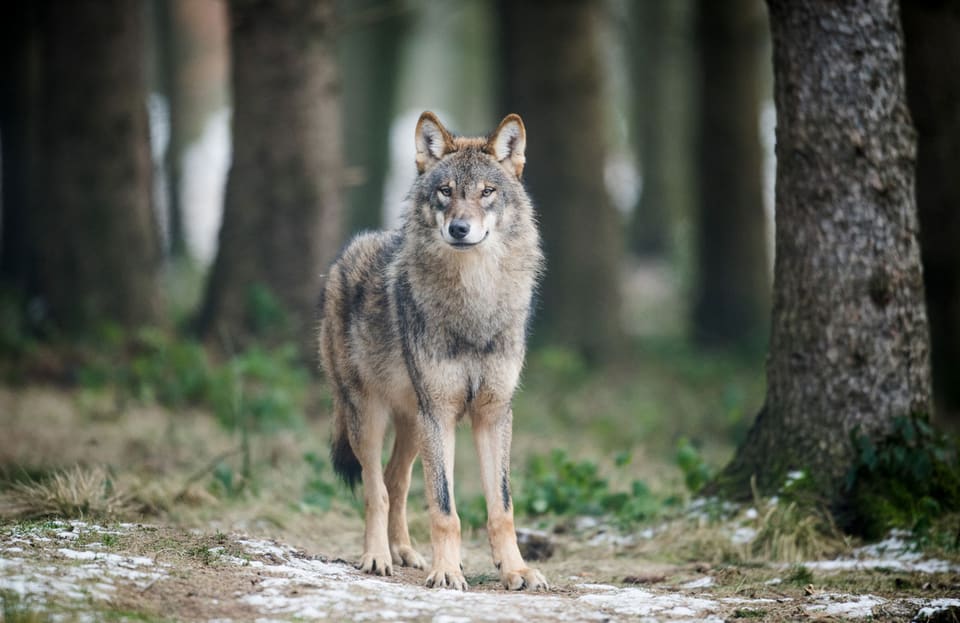 Der Wolf sorgt im Kanton Uri für Unmut