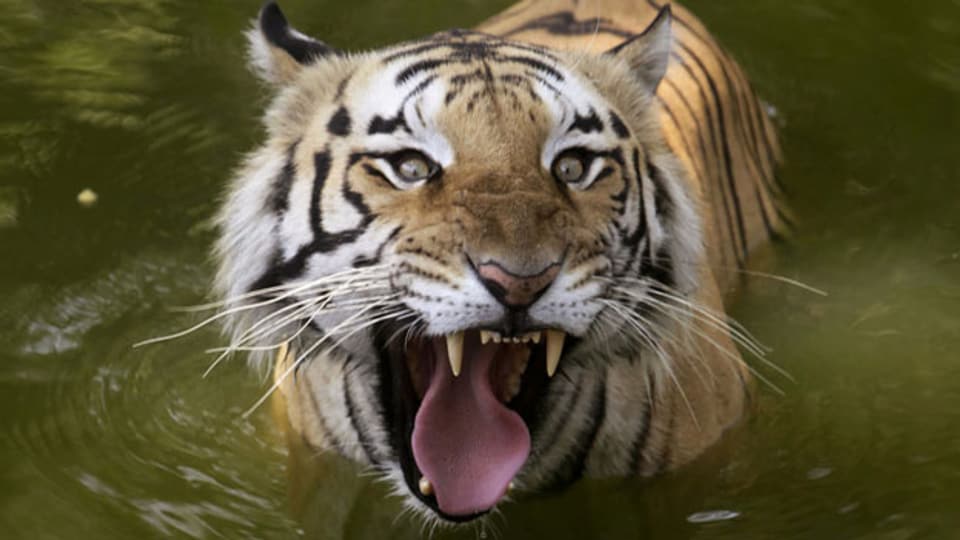 Ein Tiger in Indien.