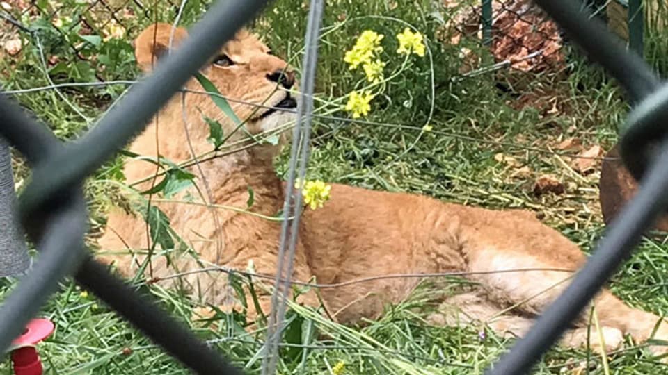 Marion einer der drei geretteten Löwen aus dem Rafah Zoo in Gaza, jetzt im Al Ma’awa Naturreservat in Jordanien.