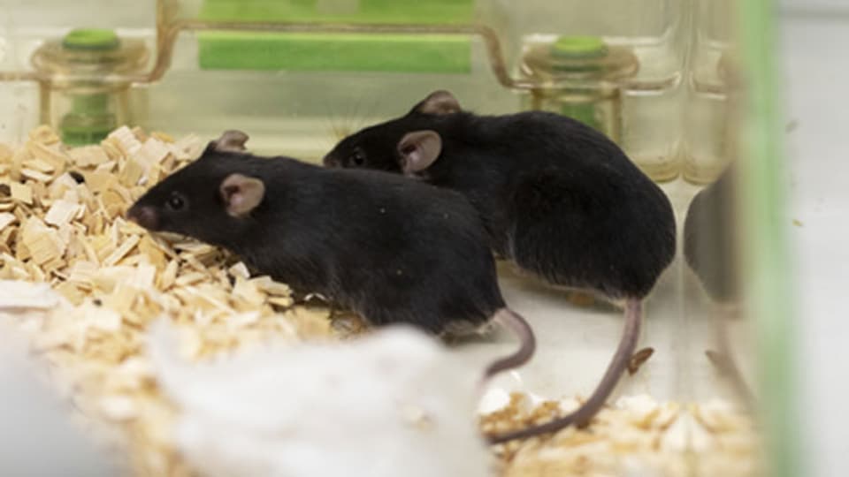 Mäuse in einem Tierlabor.