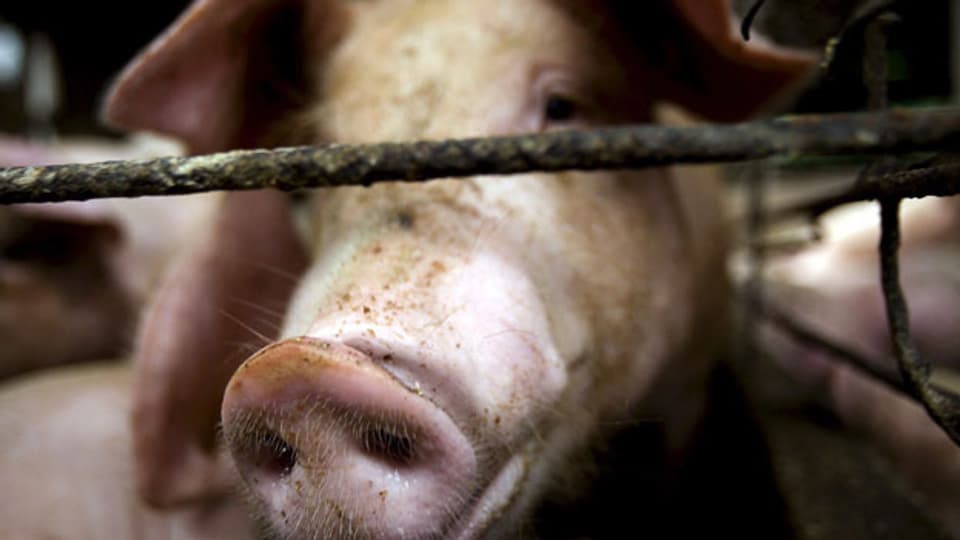 Schweinepest in China: Millionen von Schweinen erkrankt