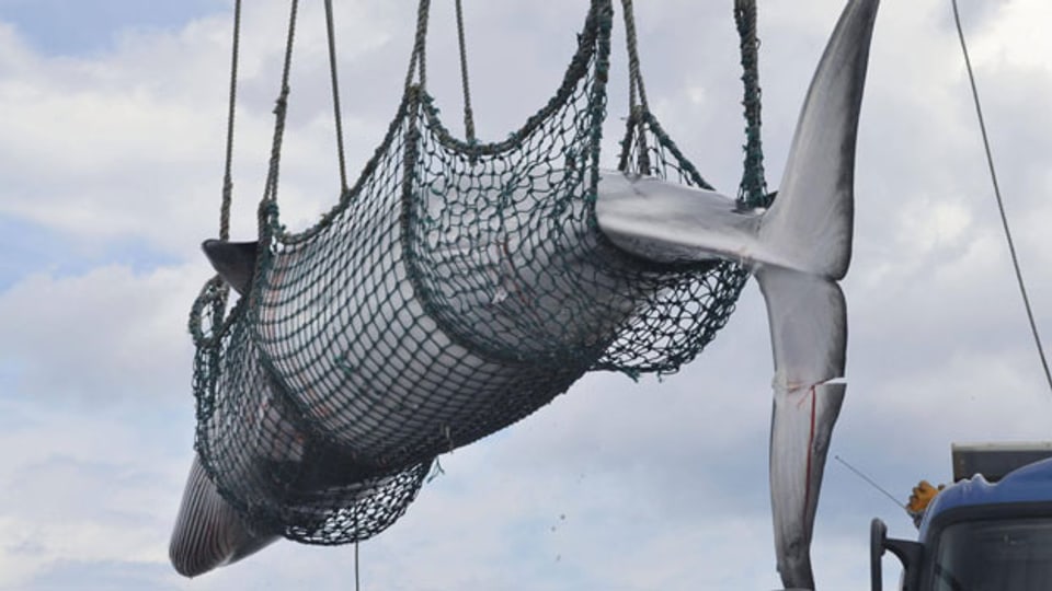 Japan will Walfangkultur wieder aufleben lassen