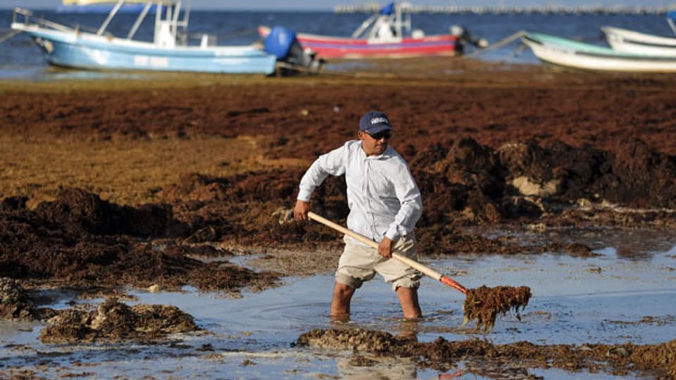 Ein Arbeiter entfernt mit einer Schaufel Algen vom Ufer von Playa del Carmen, Mexiko.