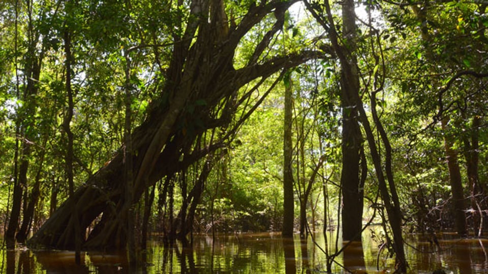 Urwaldriese im überfluteten Várzea-Urwald, Mamirauá-Nationalpark in Manaus, Amazonas (Brasilien).