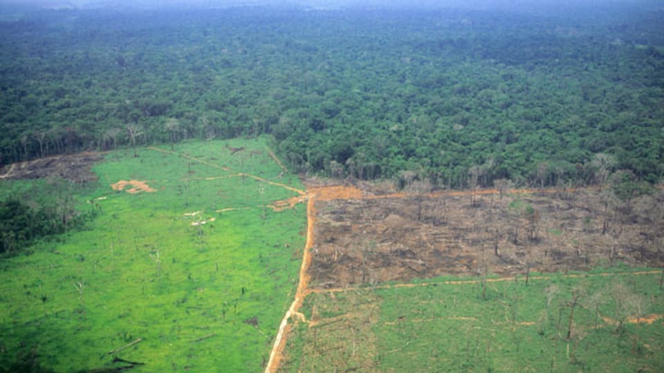 Sicht auf einen Teil des Amazonas-Regenwaldes. Im Vordergrund ist eine gerodete Fläche sichtbar.