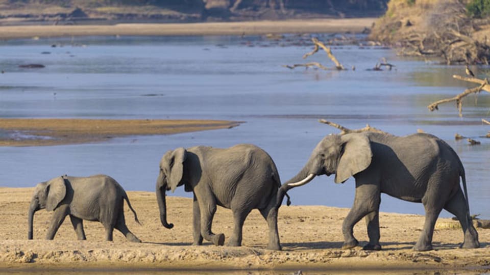 Afrikakanische Elefanten im Nationalpark in Sambia.