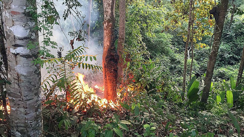 Waldbrand in einem Teil des Amazonas-Regenwaldes.