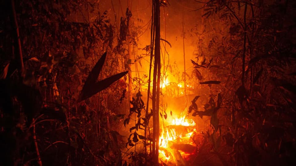 Der Amazonas-Regenwald steht zum Teil in Flammen.