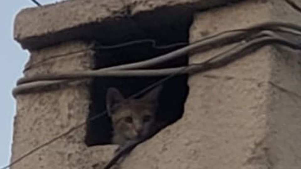 Eine verängstigte Katze hat sich in einem Kamin in Idlib versteckt.