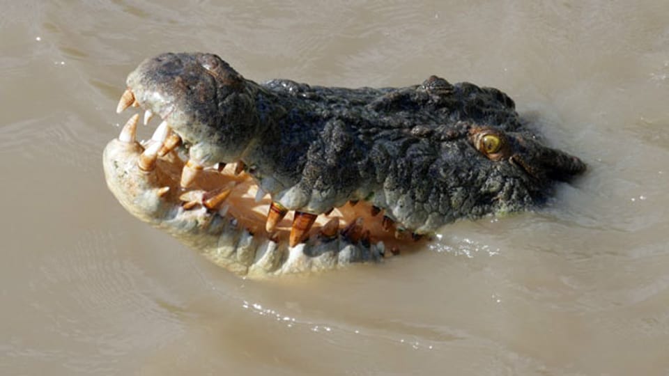 Krokodile in Australien: Grösser als die Gefahr ist der Nutzen, den dieses Tier den Menschen in Nordaustralien bringt.