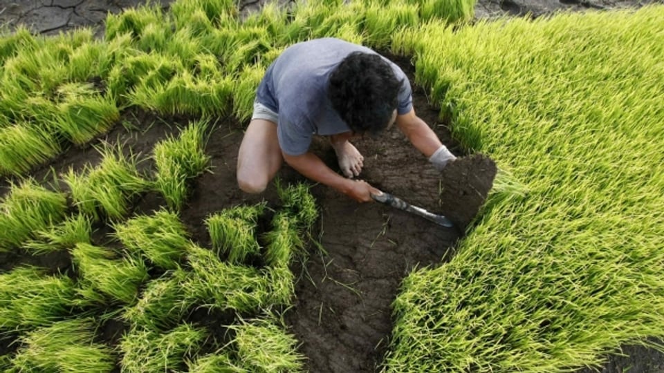 Ein philippinischer Bauer pflanzt Reissetzlinge an.
