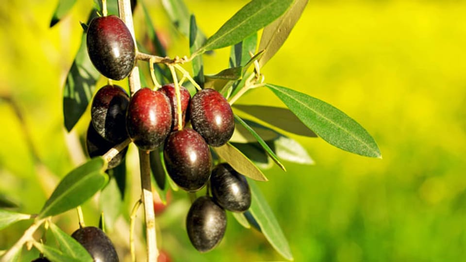 Intensiver Olivenanbau verändert Portugals Landwirtschaft.