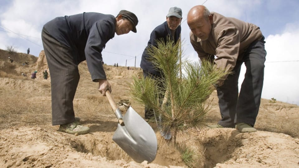 Ein Baum wird angepflanzt in der chinesischen Provinz Hebei, um der Wüstenbildung entgegenzuwirken, April 2007.