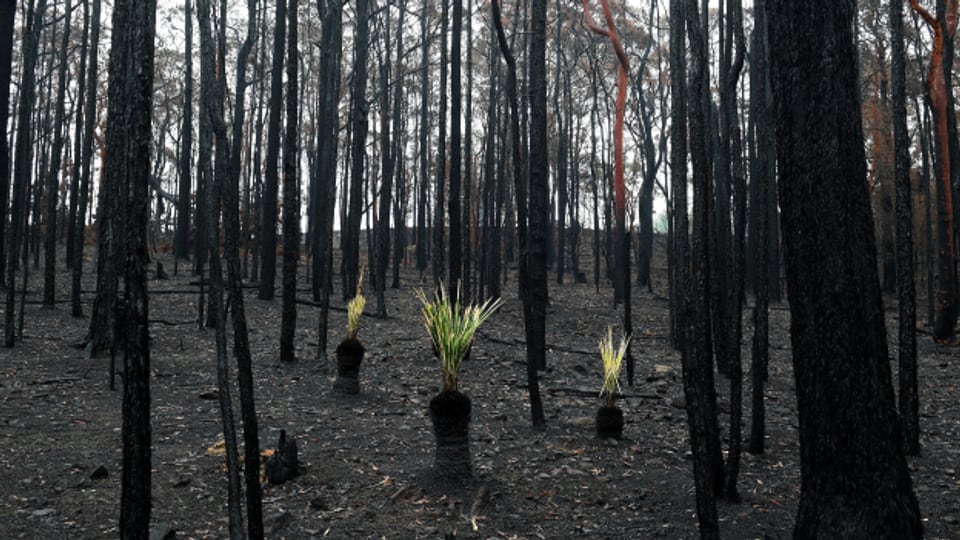 Die australischen Brandregionen werden wieder grüner.