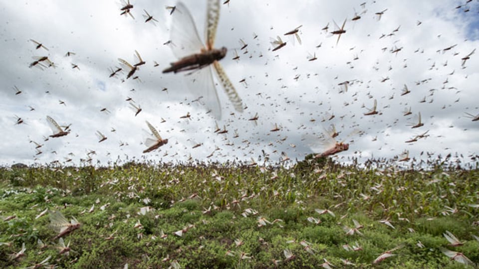 Heuschreckenplage in Kenia.
