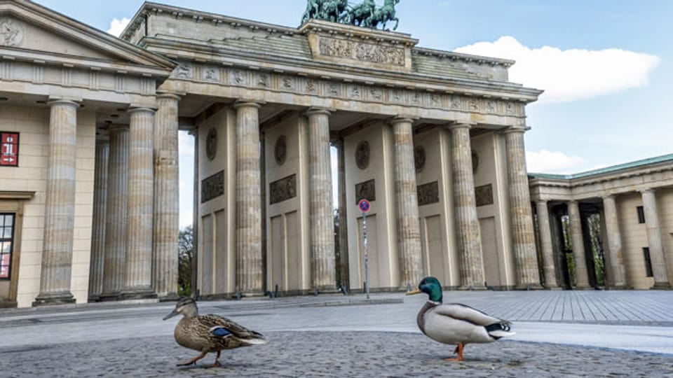 Stockenten vor dem Brandenburger Tor am Pariser Platz in Berlin.