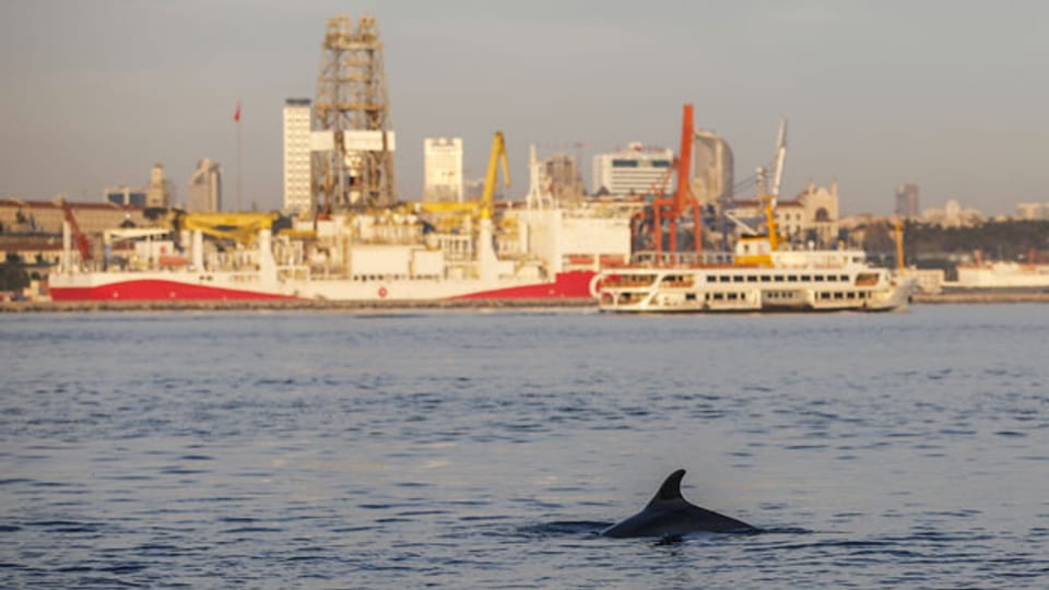 Ein Delfin schwimmt im Bosporus, durch den sonst Containerschiffe und Passagierfähren pflügen.
