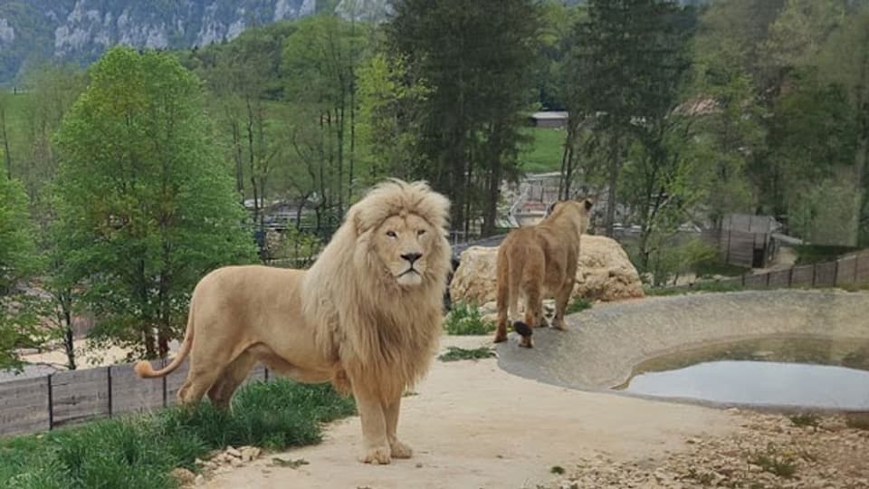 Löwen im Sikypark in Crémines im Jura.