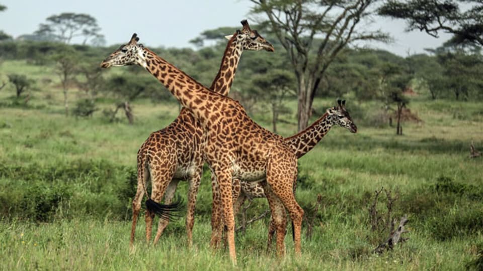 Der Serengeti-Nationalpark im Norden Tansanias. Der Park ist der älteste und beliebteste Nationalpark Tansanias und bekannt für seine jährliche Migration von Millionen von Gnus, Zebras und Gazellen.