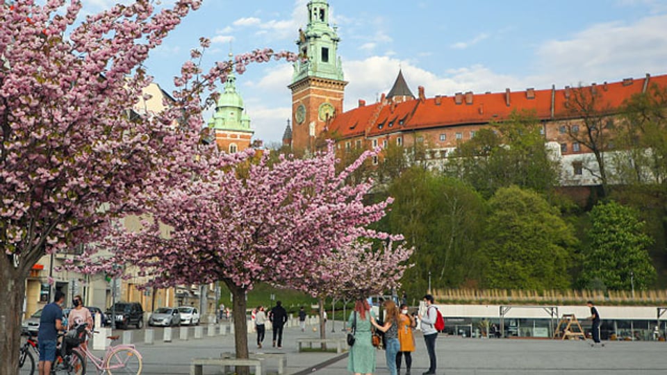 Blühender Mandelbaum beim Schloss Wawel, Krakau.