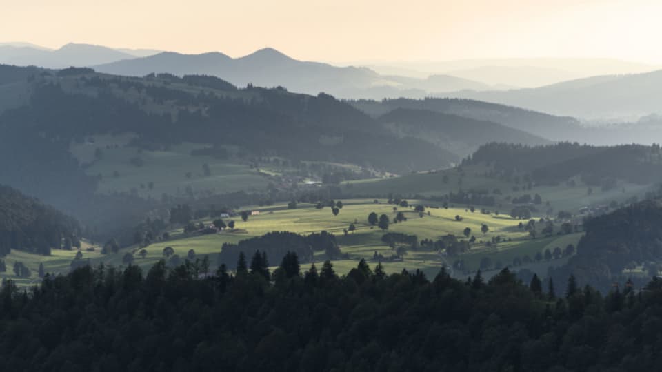 Der Borkenkäfer bedroht den jurassischen Fichtenwald und die typische Waldweiden-Landschaft des Jura.