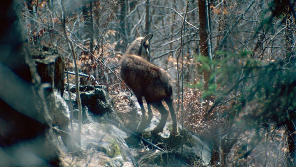 Der Wildverbiss, z.B. von Gämsen und Hirschen, gilt als eines der grössten Probleme im Schutzwald.