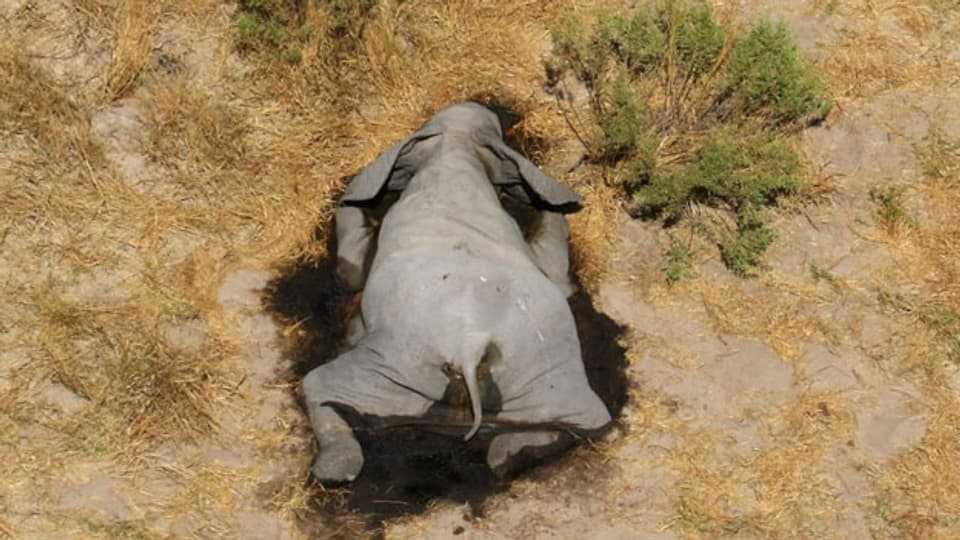 Ein toter Elefant im Okavango-Delta, Botswana.