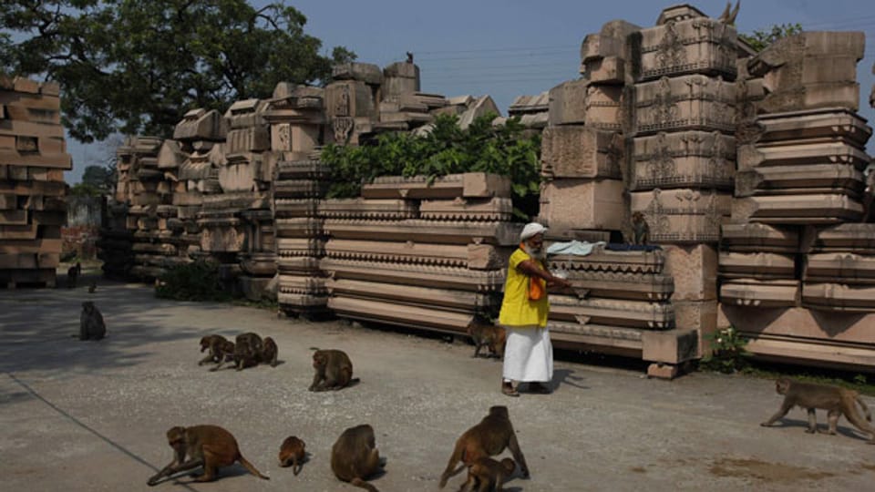 Affenfütterung vor den Ruinen des Rama-Tempels in Ayodhya, Indien.
