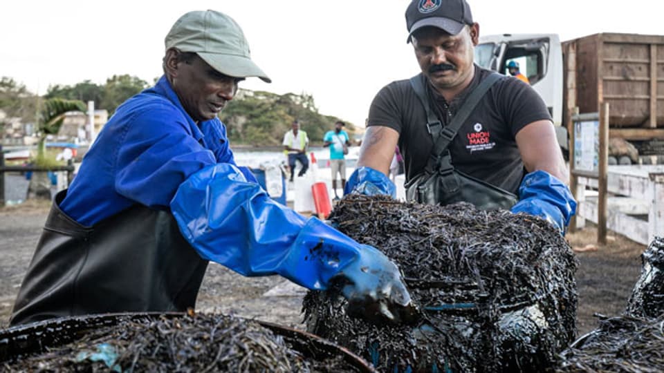 Arbeiter sammeln Seegras und Stroh, vermischt mit ausgelaufenem Öl, das von der MV Wakashio, einem Massengutfrachter ausgelaufen ist, weil es in der Nähe von Pointe d'Esny, Mauritius, auf Korallenriffe traf