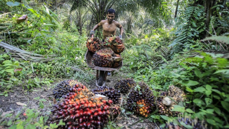 Ein Arbeiter erntet Palmölfrüchte auf einer Plantage auf der indonesischen Insel Sumatra, im September 2016.
