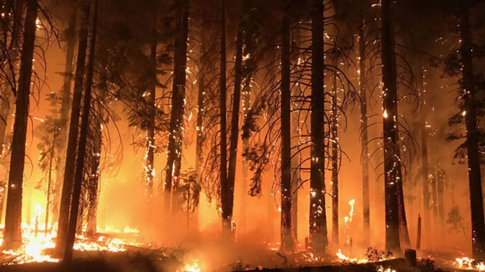 Waldbrände in den USA.