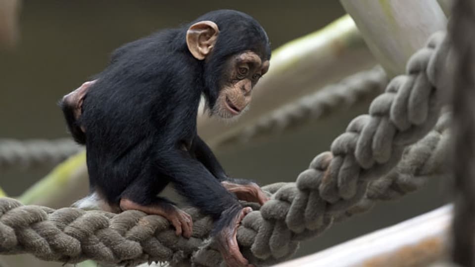 Ein junger Schimpanse im Basler Zoo.