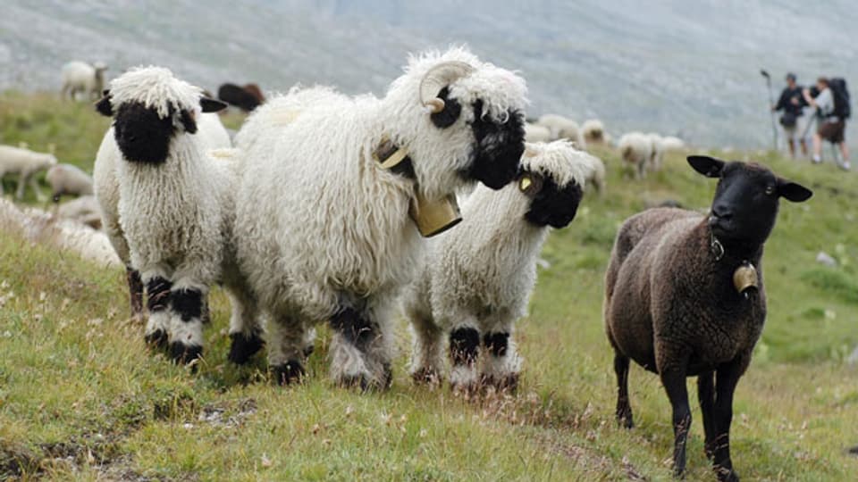 Auch unter Schafhaltern gibt es «schwarze Schafe»