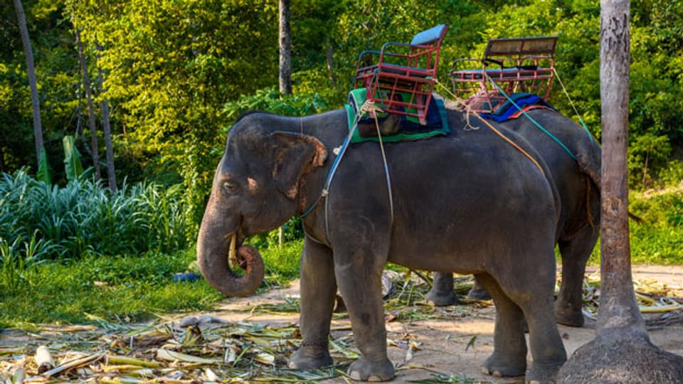 In Thailand gibt es ungefähr 3400 gezähmte Elefanten, die meisten von ihnen arbeiten in der Tourismus-Industrie.