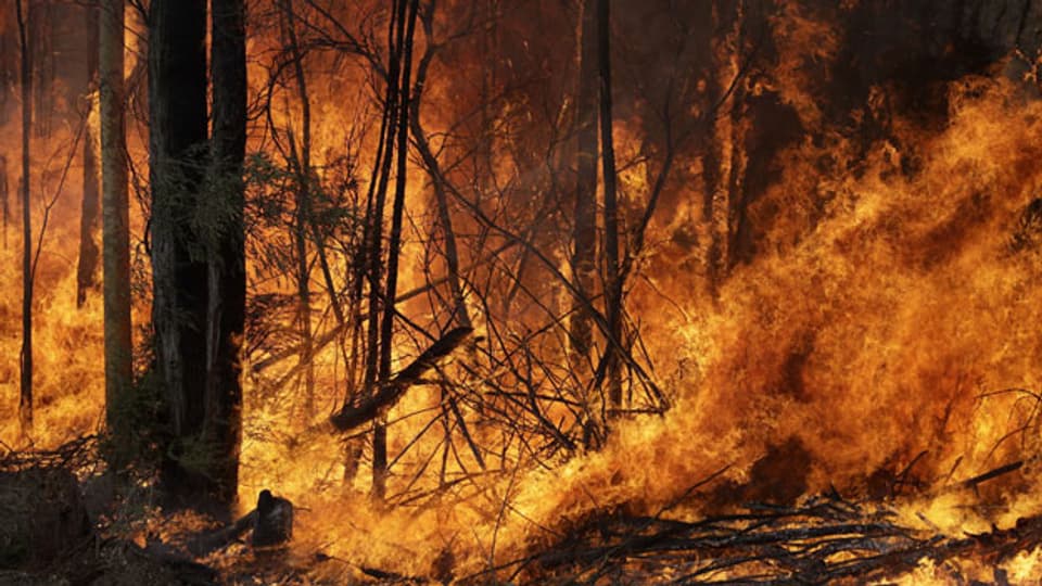 In Australien wüteten vor einem Jahr Buschbrände.