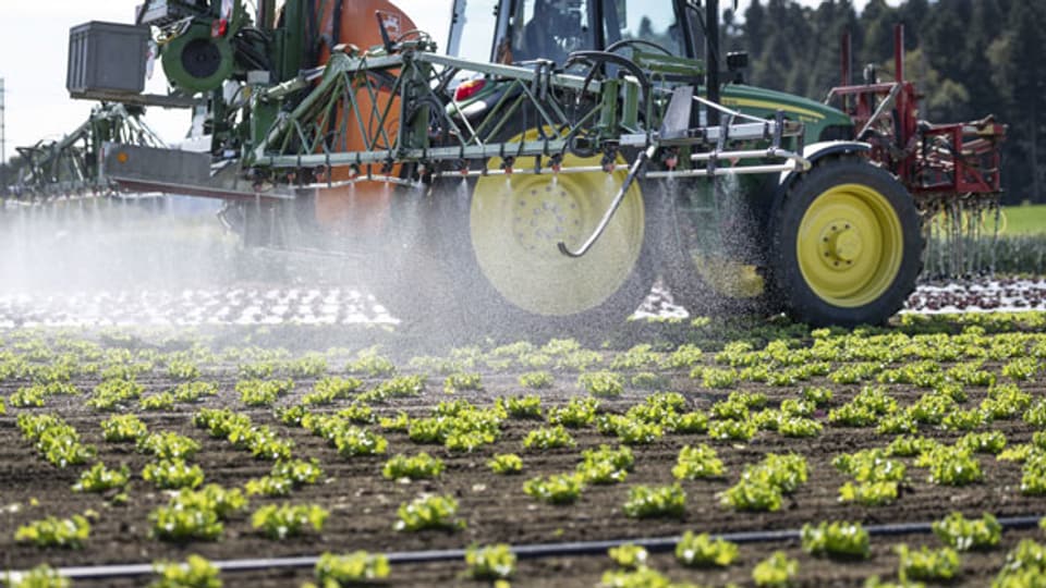 Ein Traktor bringt auf einem Salatfeld Pflanzenschutzmittel aus.