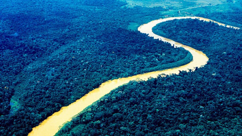 Amazonas-Regenwald.