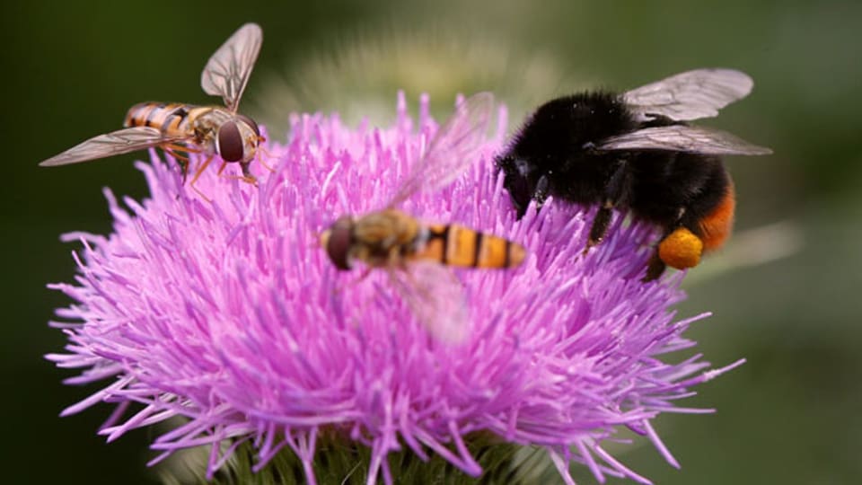 Grosse und kleine Insekten erfreuen sich an einer Distelblüte voller Blütenstaub.