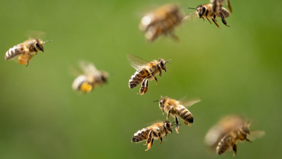 12-Punkte-Programm zum Schutz der Insekten.