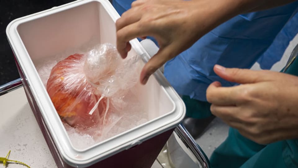Transport einer Niere für eine Organtransplantation.