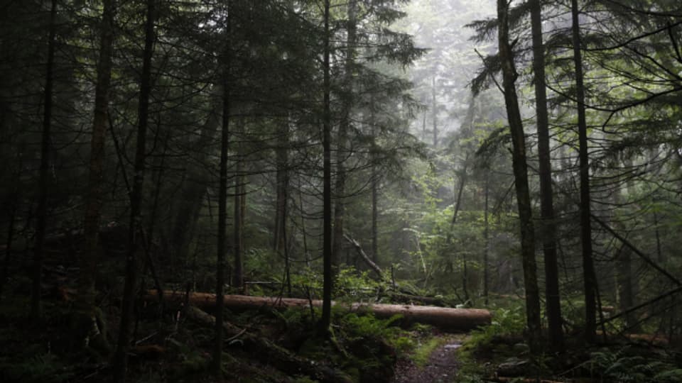 Klimakonferenz: Mehr als 100 Staaten wollen bis 2030 die Abholzung von Wäldern beenden.