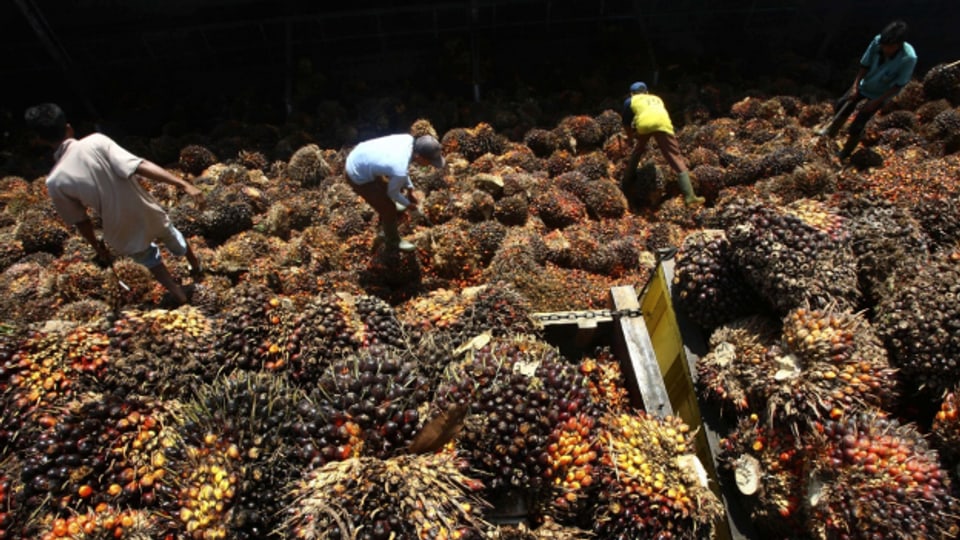 Arbeiter sortieren Palmölfrüchte in Lebak, Indonesien.
