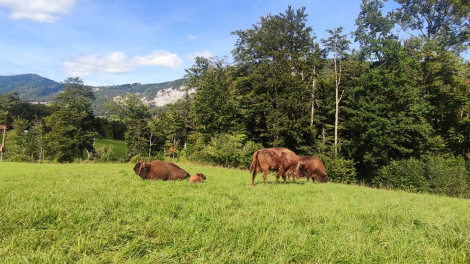 Im solothurnischen Thal macht es sich eine Herde von Wisenten gemütlich, noch sind sie eingezäunt.