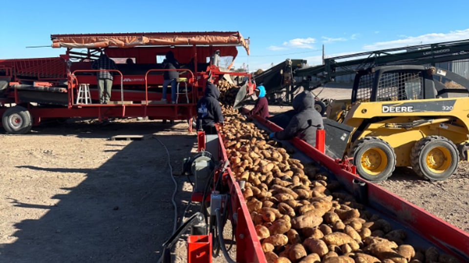 Harte Arbeit für die Minderjährigen: Kartoffelernte in Center im Bundesstaat Colorado.